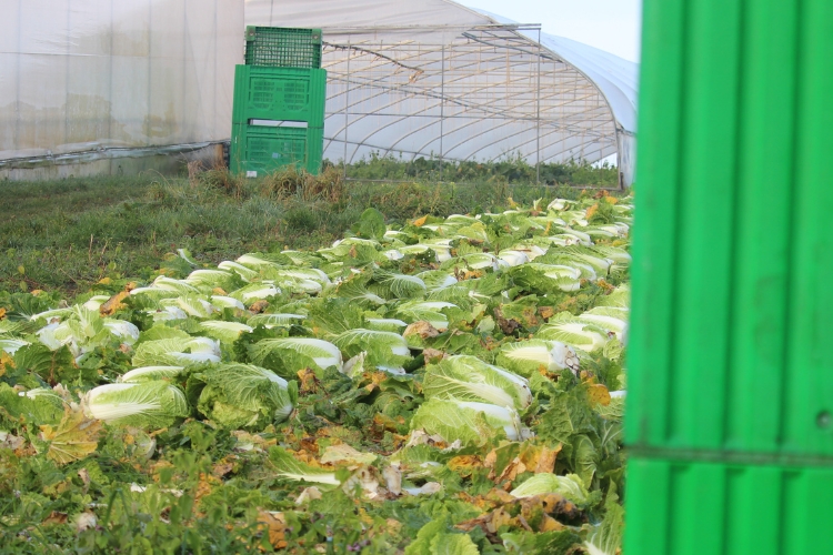 Symbolfoto zum Artikel: Chinakohl-Ernte