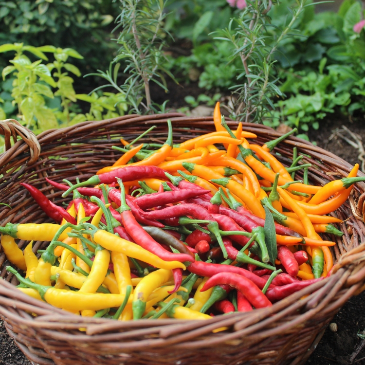 Chili