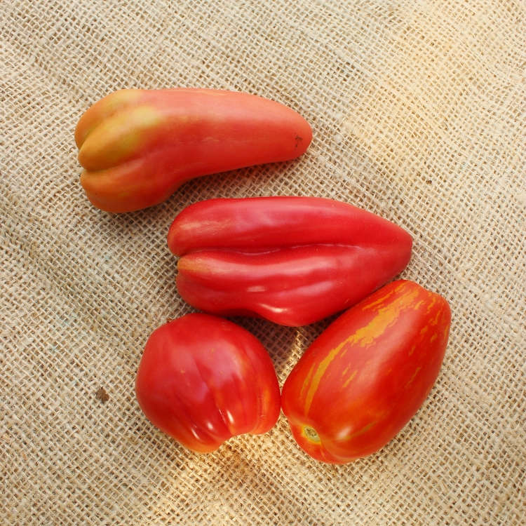 San Marzano