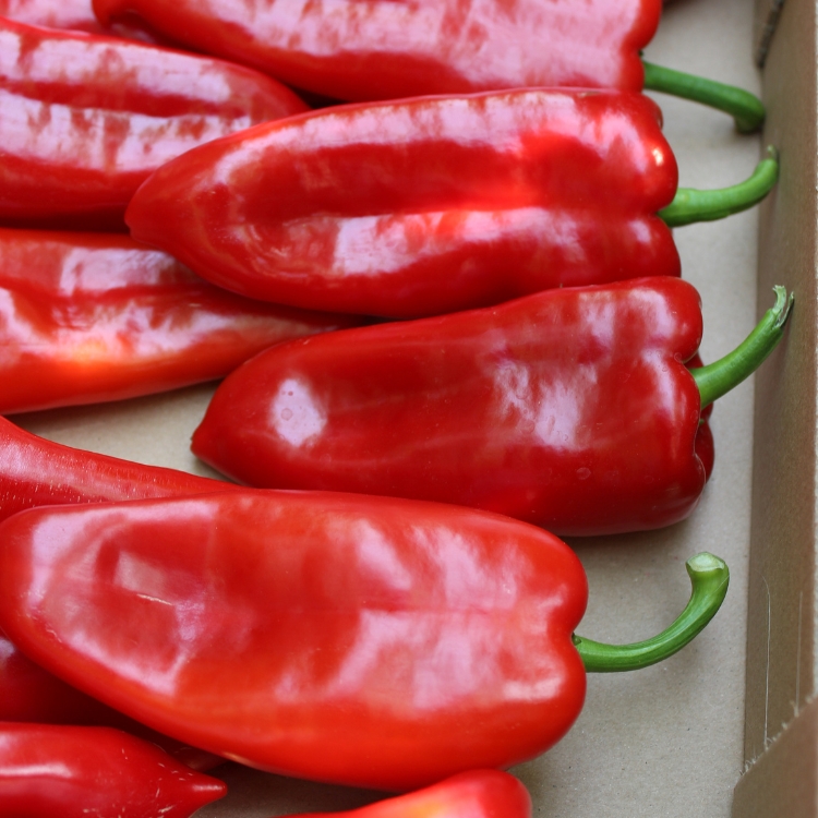 Paprika rot