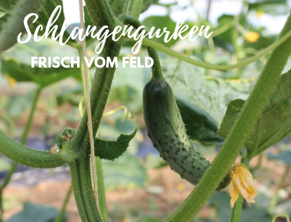 Schlangengurke - frisch vom Feld