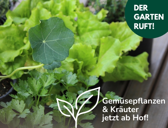 Pflänzchen Verkauf - Pflänzchen Verkauf 2025
