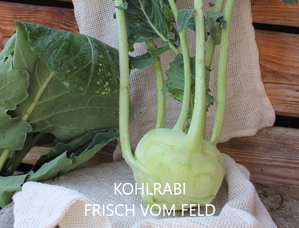 Kohlrabi frisch vom Feld - Kohlrabi frischvomFeld