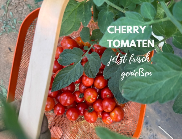 Cocktailtomaten frisch vom Feld - Cocktailtomaten frisch vom Feld