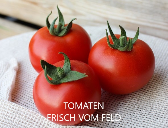 Tomaten frisch vom Feld - Tomaten frisch vom Feld